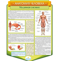 Стенд резной "Анатомия человека. Мышечная система"